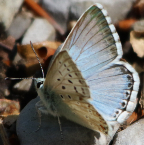 Polyommatus caelestissimus? No, Polyommatus (Lysandra) coridon