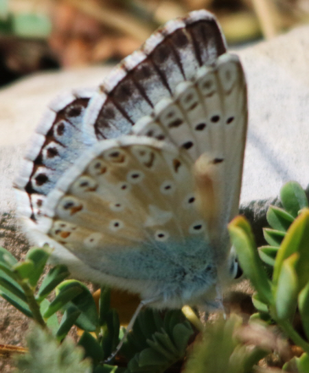 Polyommatus caelestissimus? No, Polyommatus (Lysandra) coridon