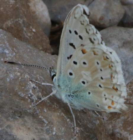 Polyommatus caelestissimus? No, Polyommatus (Lysandra) coridon