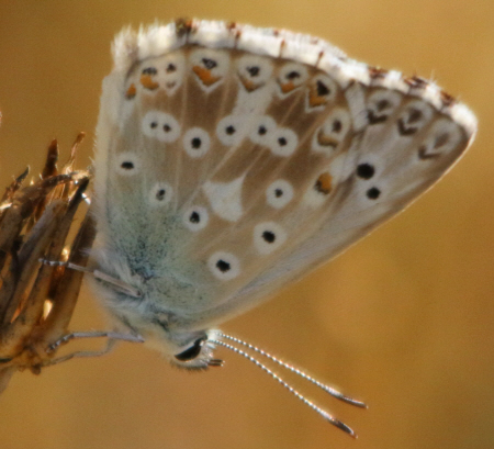 Polyommatus caelestissimus? No, Polyommatus (Lysandra) coridon