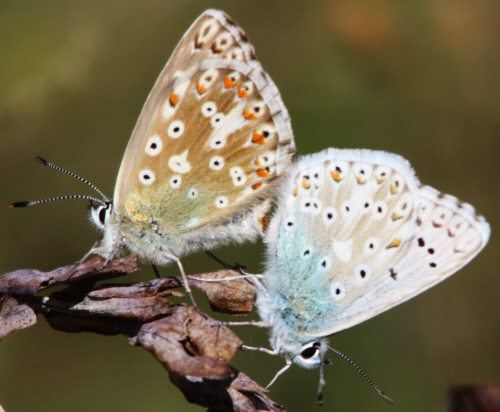 it can''t be Polyommatus hispanus but which Polyommatus? Polyommatus (Lysandra) coridon