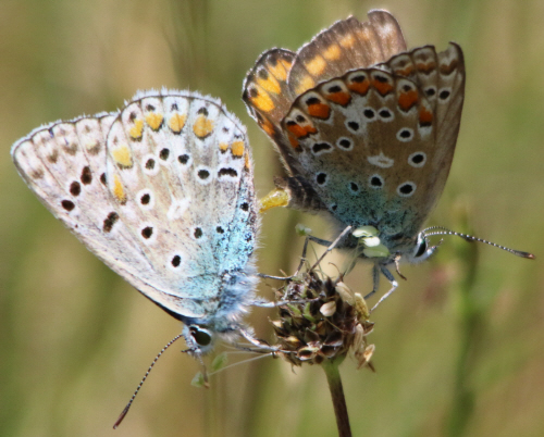 Polyommatus bellargus e Polyommatus icarus