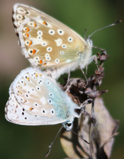 it can''t be Polyommatus hispanus but which Polyommatus? Polyommatus (Lysandra) coridon