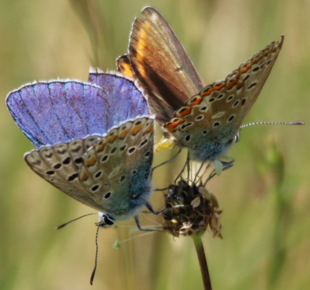 Polyommatus bellargus e Polyommatus icarus