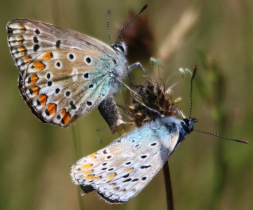 Polyommatus bellargus e Polyommatus icarus