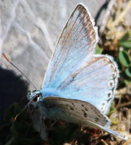 it can''t be Polyommatus hispanus but which Polyommatus? Polyommatus (Lysandra) coridon