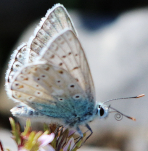 it can''t be Polyommatus hispanus but which Polyommatus? Polyommatus (Lysandra) coridon