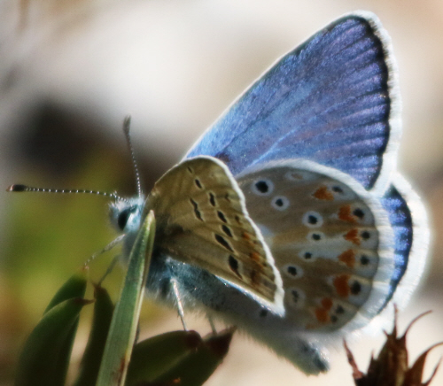 Polyommatus dorylas?? male