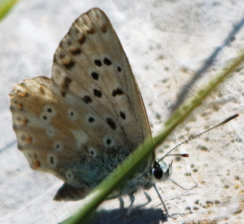 it can''t be Polyommatus hispanus but which Polyommatus? Polyommatus (Lysandra) coridon