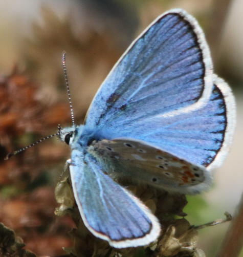 Polyommatus dorylas?? male