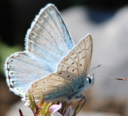 it can''t be Polyommatus hispanus but which Polyommatus? Polyommatus (Lysandra) coridon