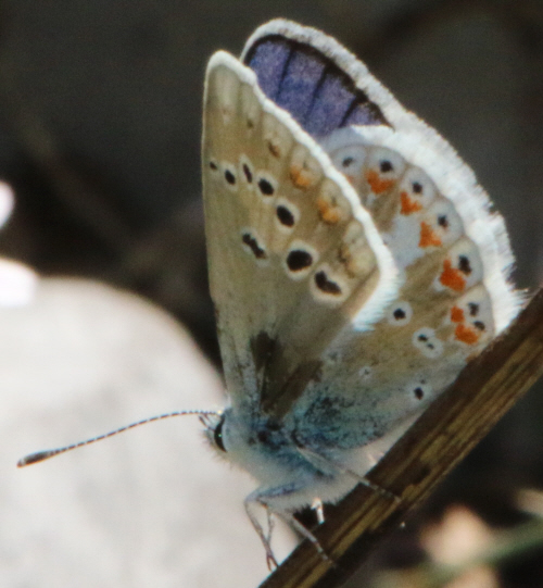 Polyommatus dorylas?? male