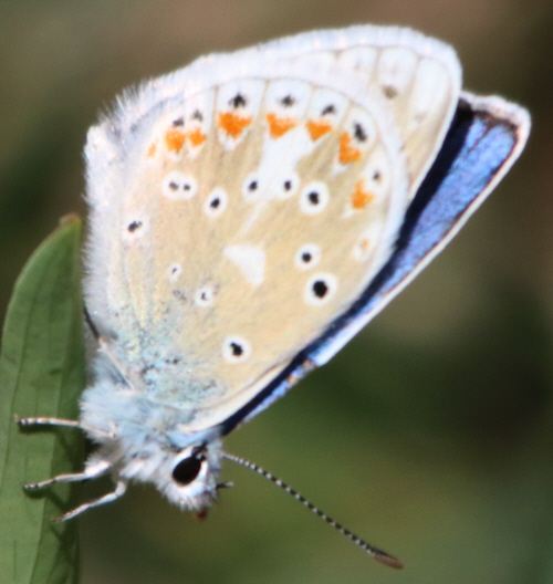 Polyommatus dorylas?? male