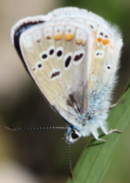 Polyommatus dorylas?? male