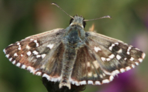 Pyrgus onopordi ?