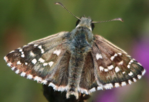 Pyrgus onopordi ?