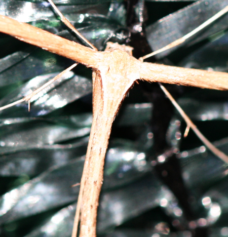 Pterophoridae - Emmelina monodactyla ?