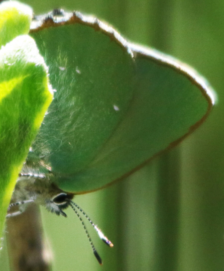 Callophrys rubi, Lycaenidae