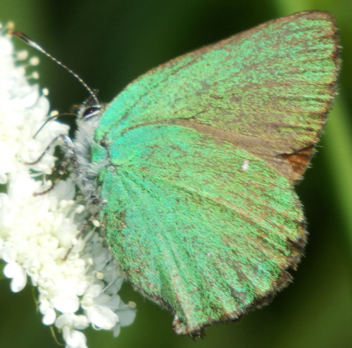 Callophrys rubi, Lycaenidae