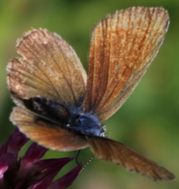Callophrys rubi, Lycaenidae