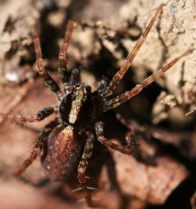 Pardosa sp.  - Val Taleggio (BG)