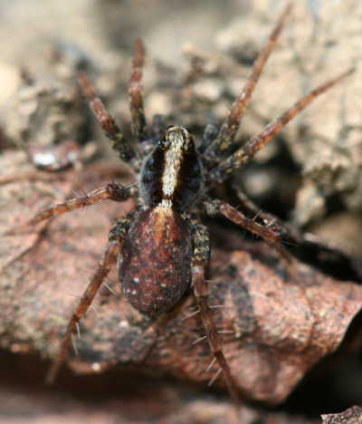 Pardosa sp.  - Val Taleggio (BG)