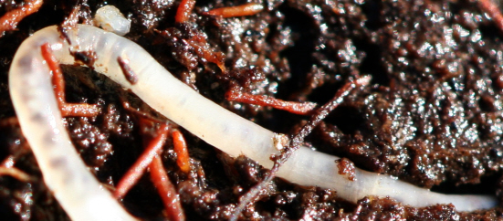 forse Enchytraeidae ma questo?
