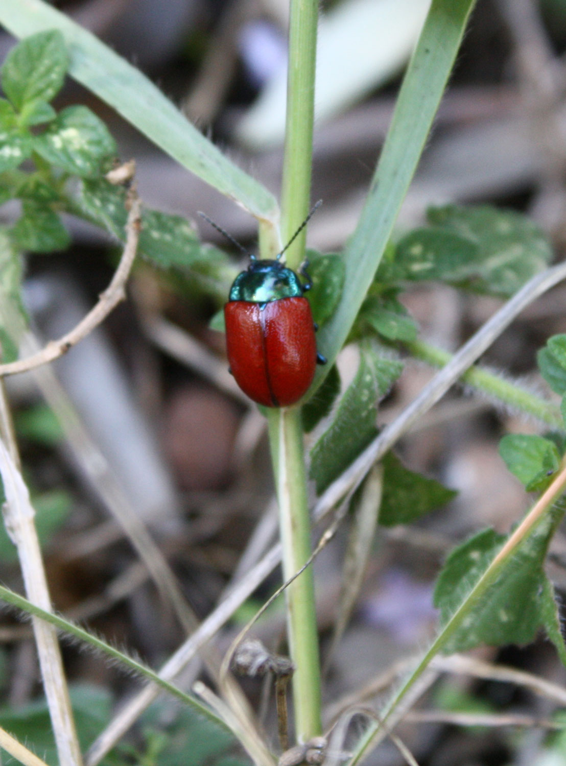 Chrysolina grossa