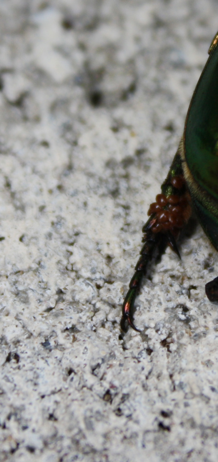 Cetonia aurata? No, cfr.:  Protaetia cuprea e Cetonschema aeruginosa