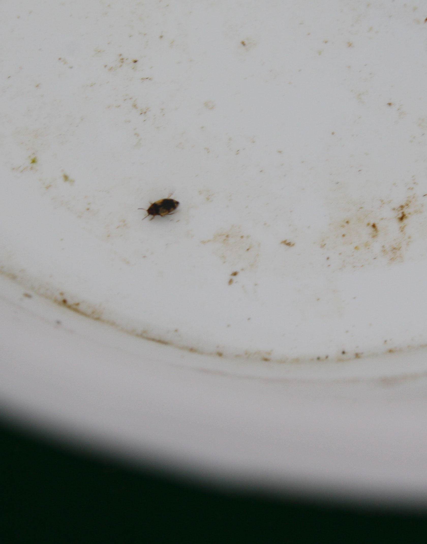 Piccoli coleotteri acquatici - Hydroglyphus geminus