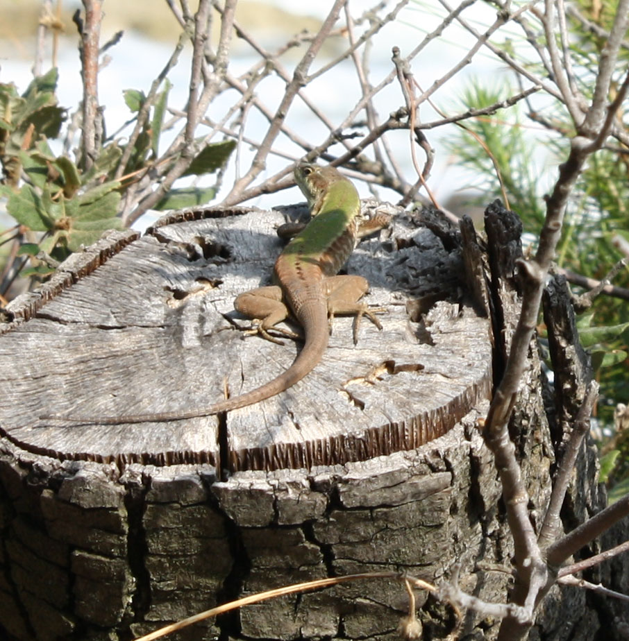 P. melisellensis (?) No maschio di Podarcis siculus!
