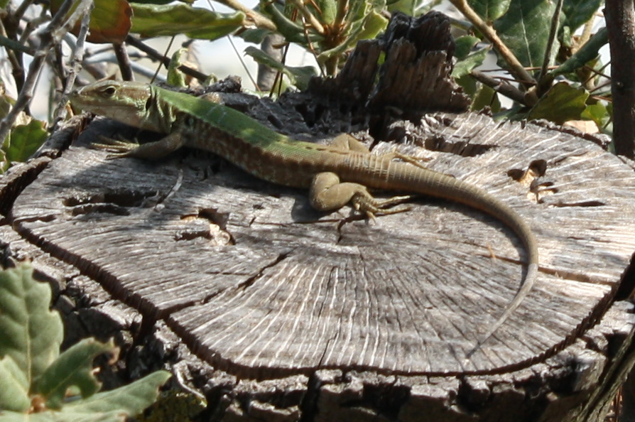 P. melisellensis (?) No maschio di Podarcis siculus!