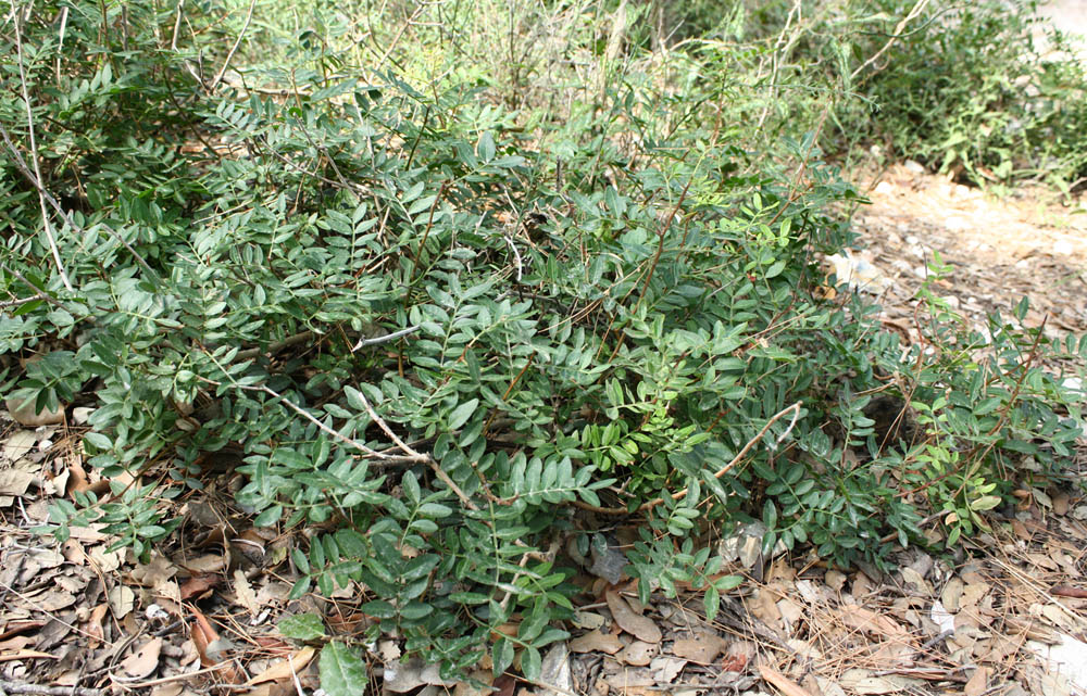 Piante del Conero - Pistacia lentiscus