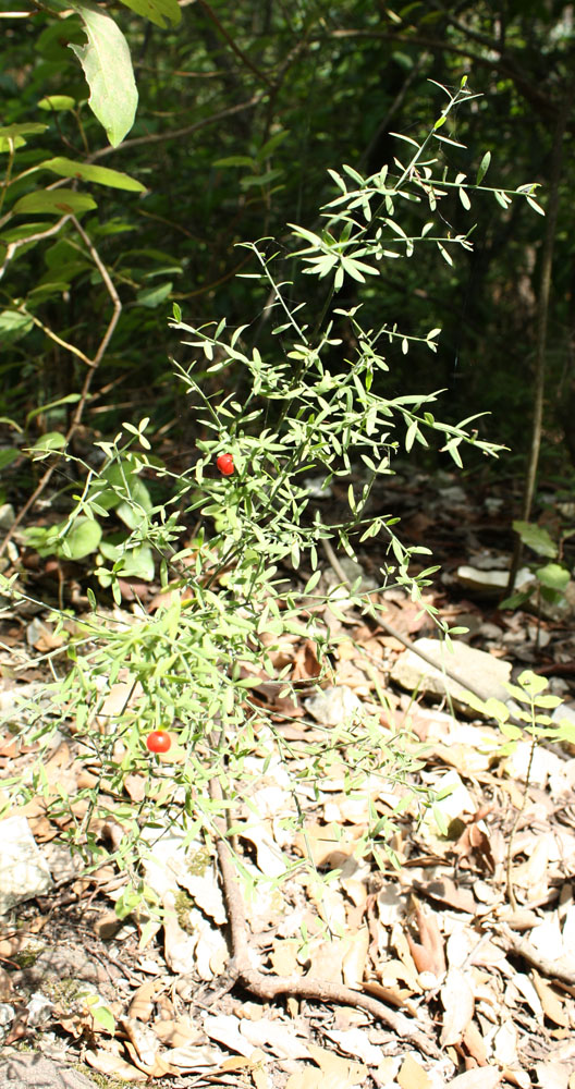 Piante del Conero - Osyris alba