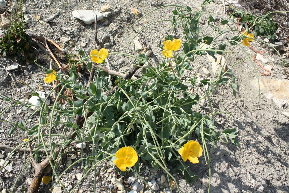 Glaucium flavum