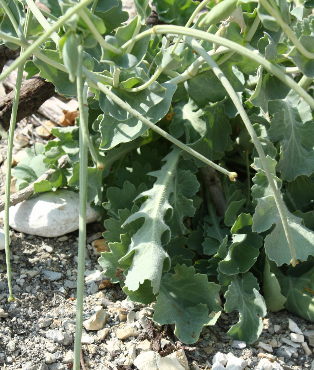 Glaucium flavum