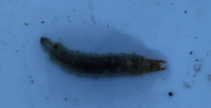 Larva di Dytiscidae? No. Hydrophilidae