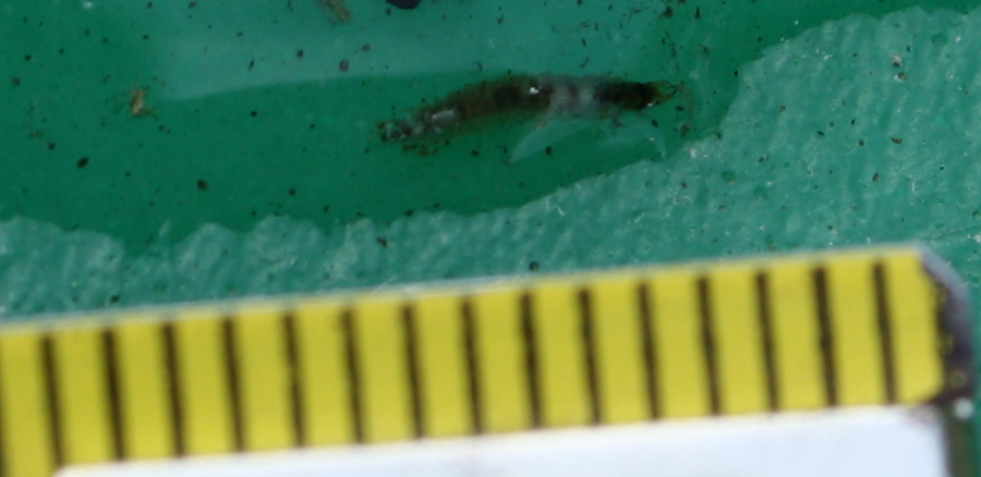 Larva di Dytiscidae? No. Hydrophilidae