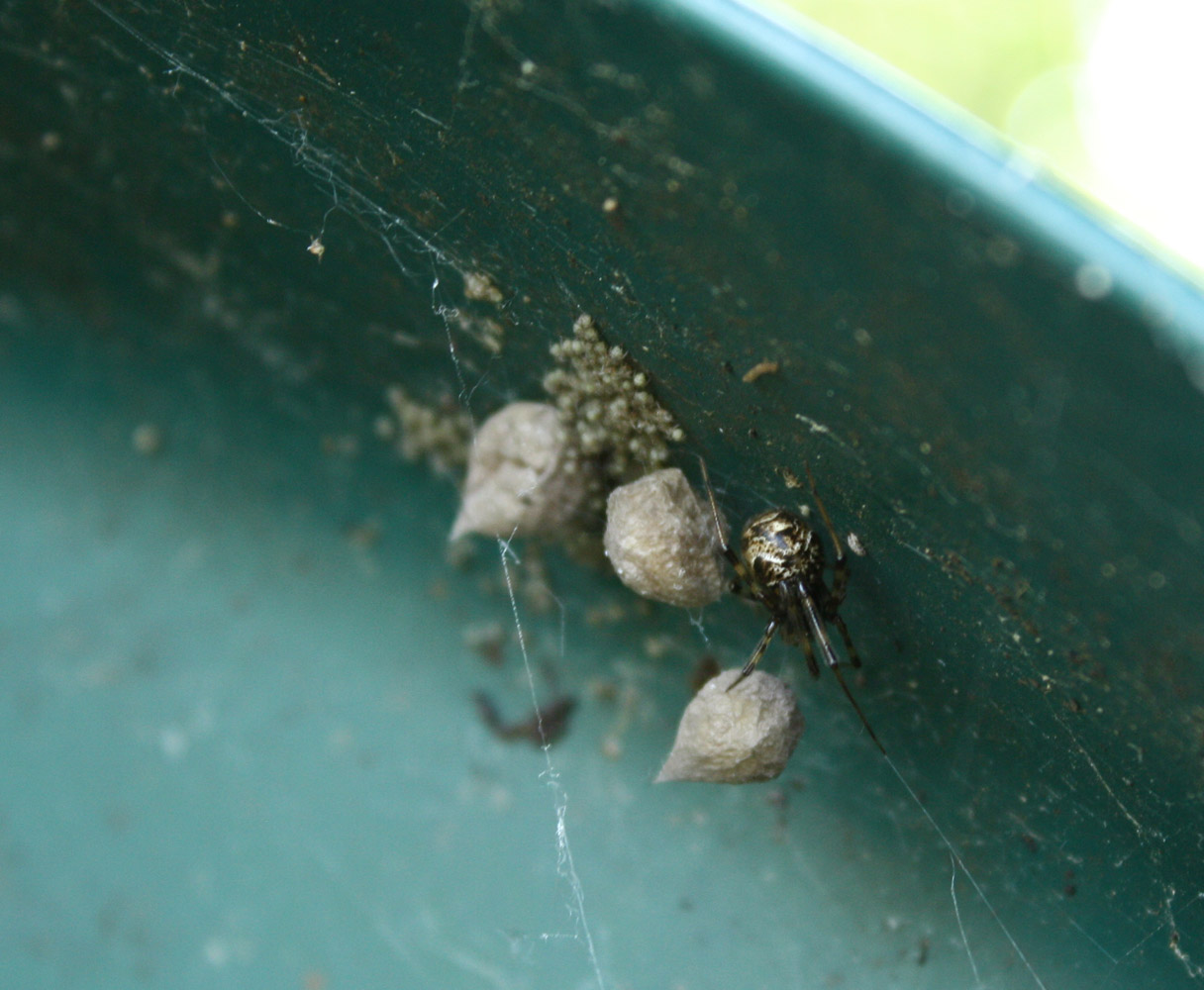 Parasteatoda tepidariorum - Lonato (BS)