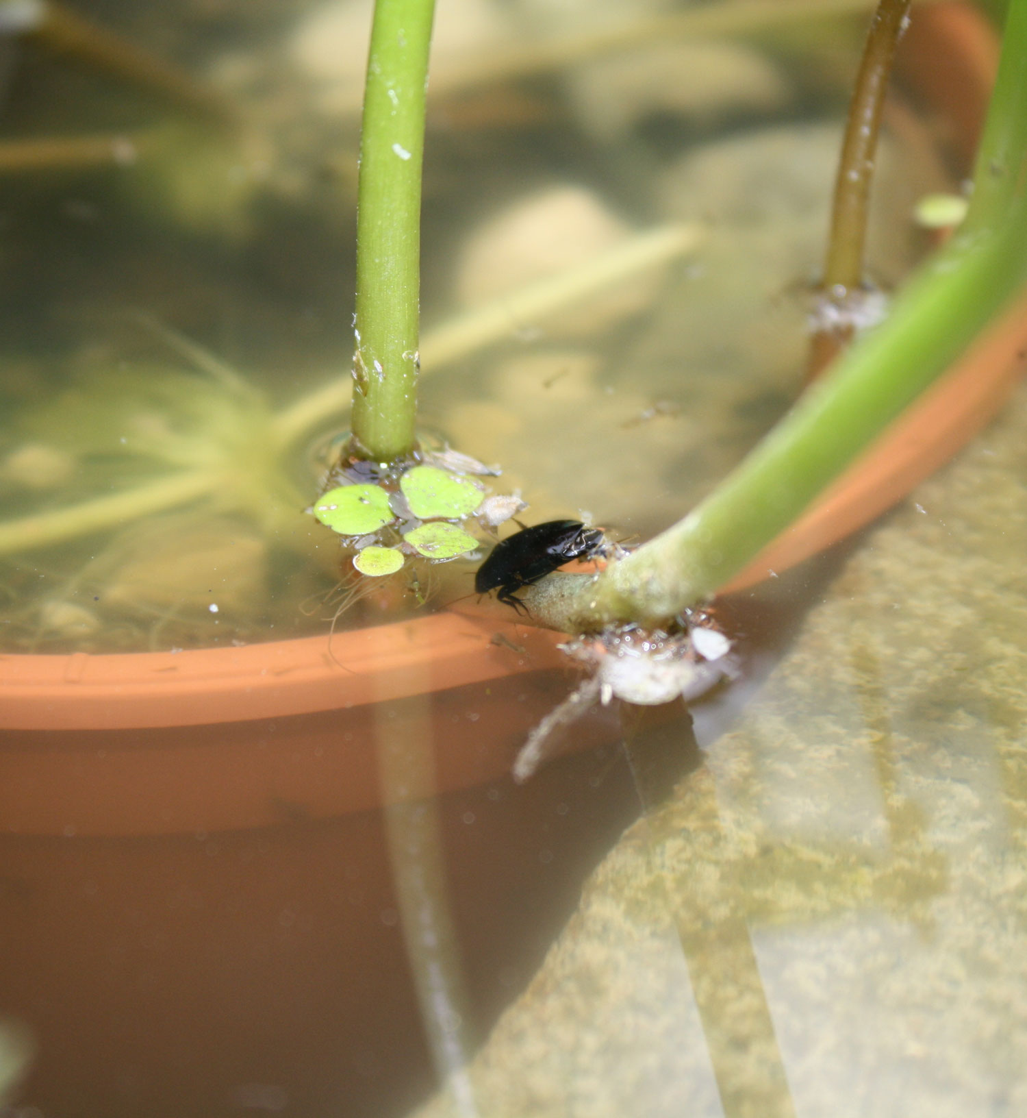 Uno stagnetto per gli invertebrati e progetti per il futuro