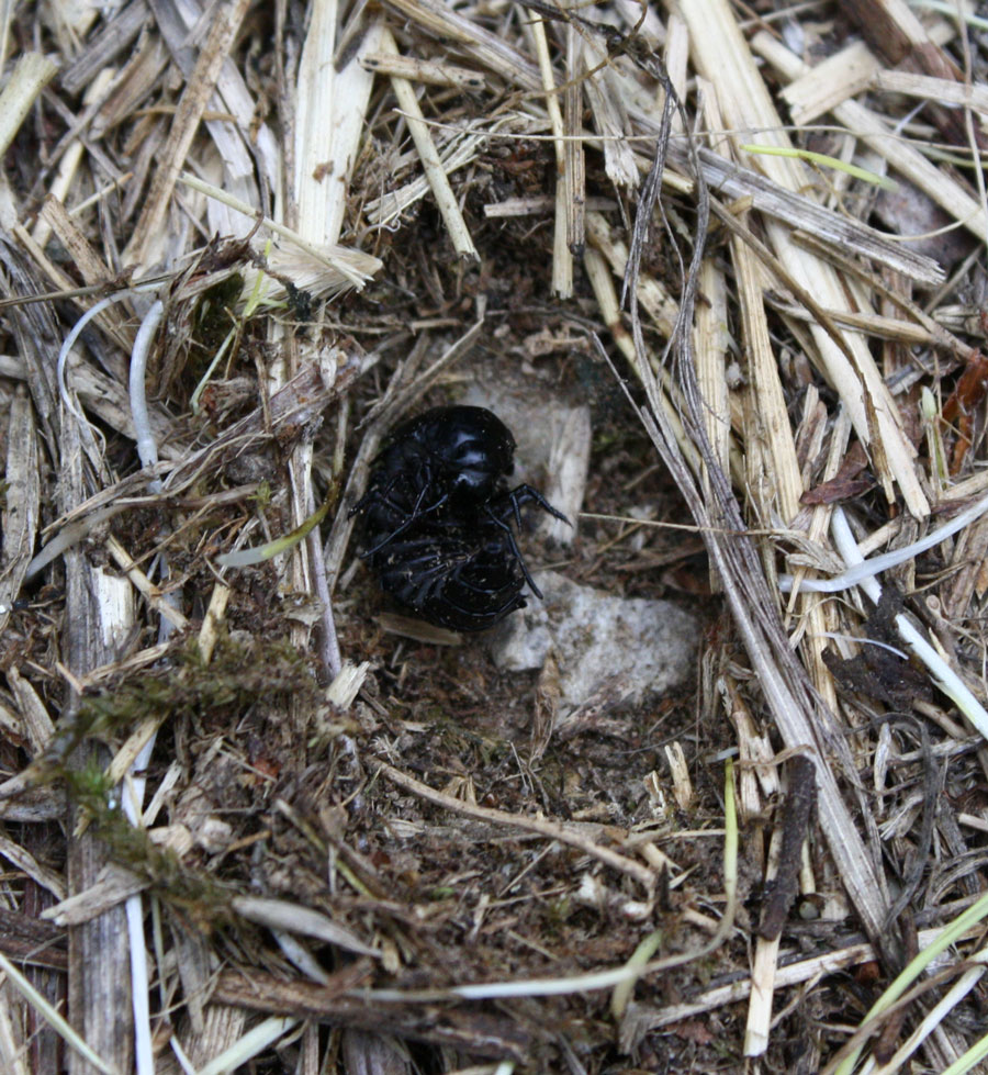 Larve di Silphidae:  Ablattaria laevigata
