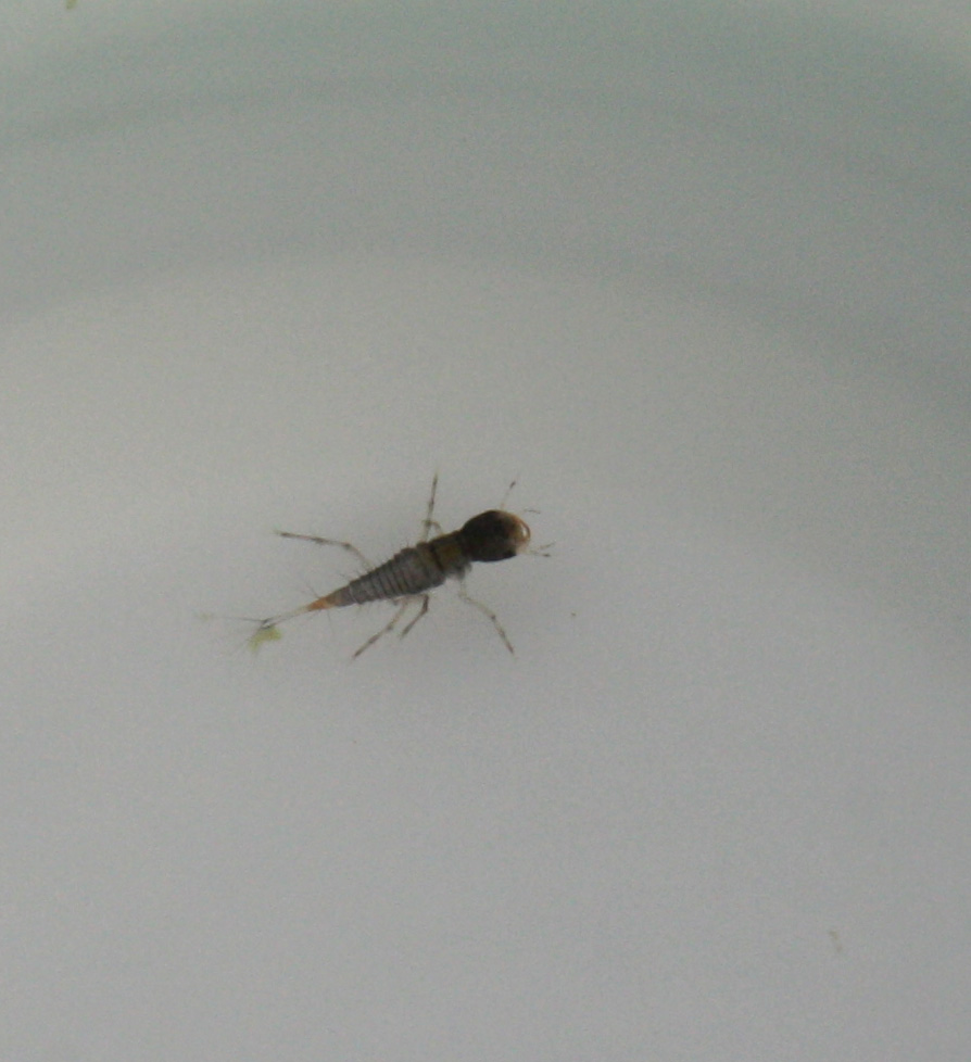Larvetta da identificare: fam. Dytiscidae