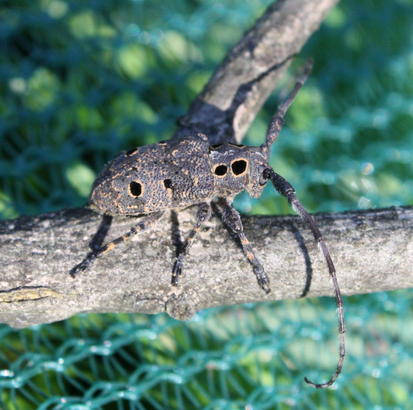 Coleottero da identificare: Mesosa curculionoides