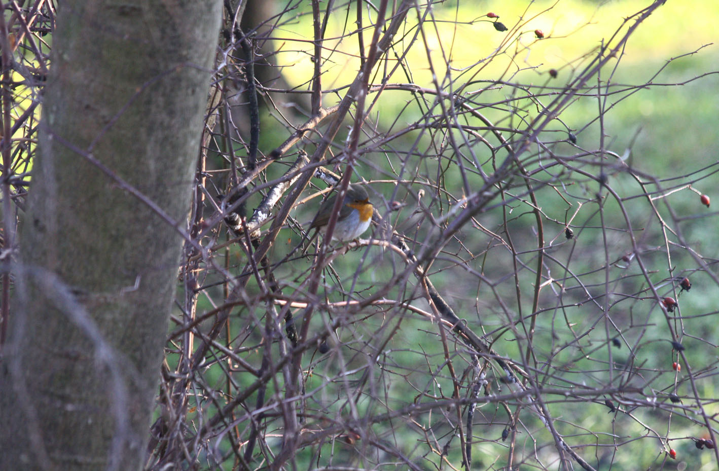 Consiglio per neofita