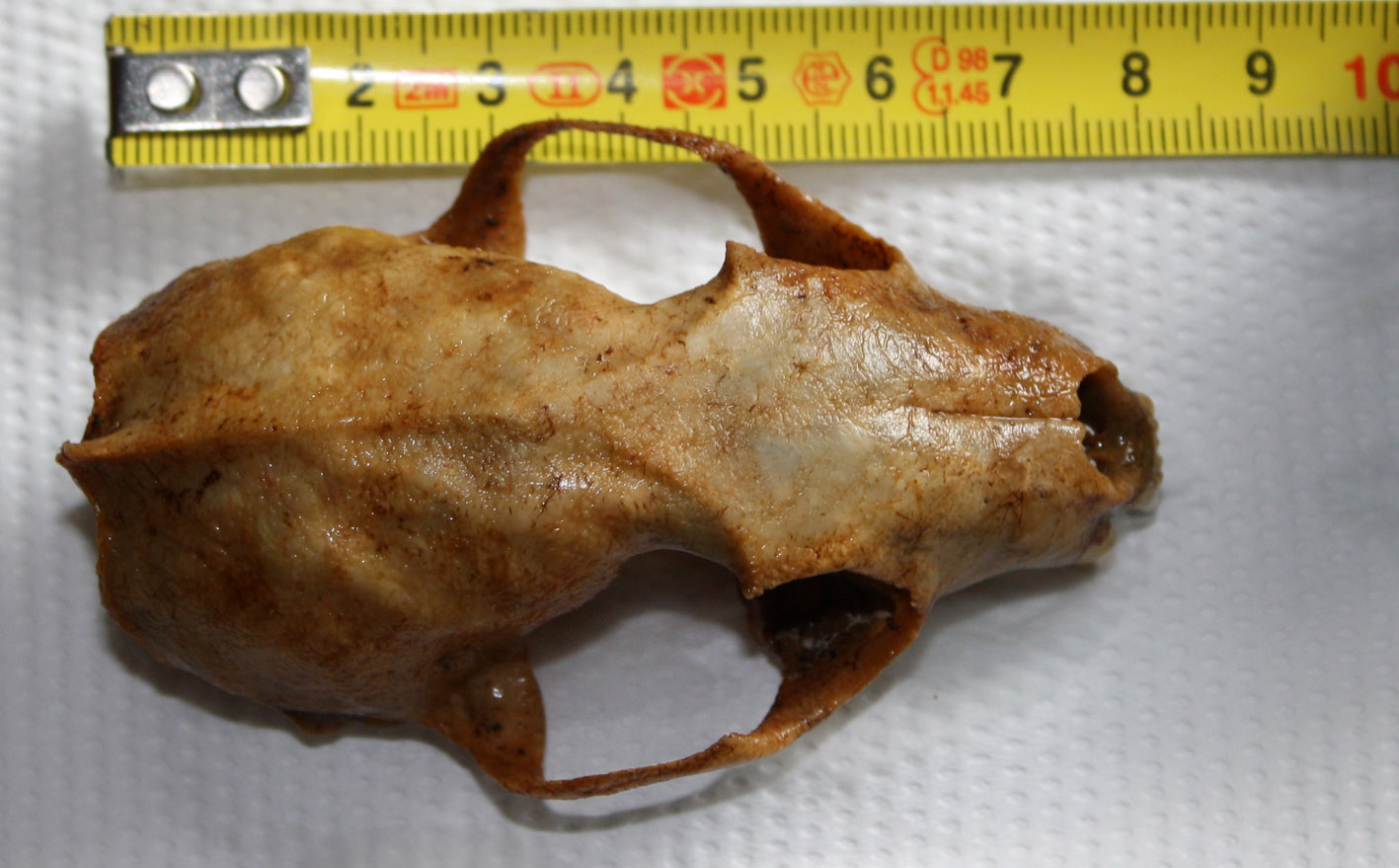 Cranio: mustelide? Martes cfr foina
