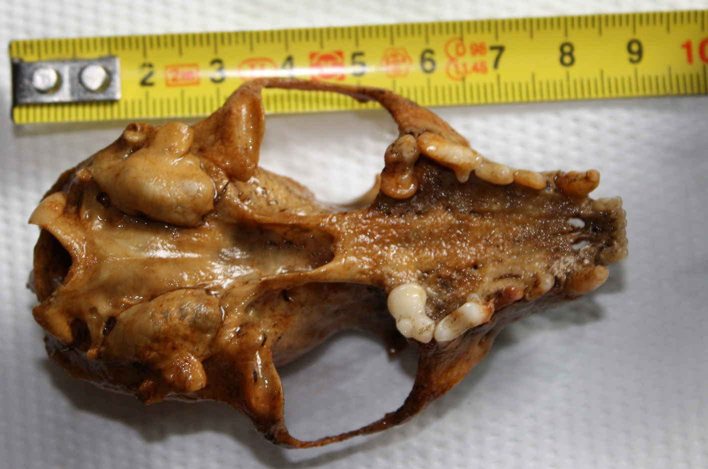 Cranio: mustelide? Martes cfr foina