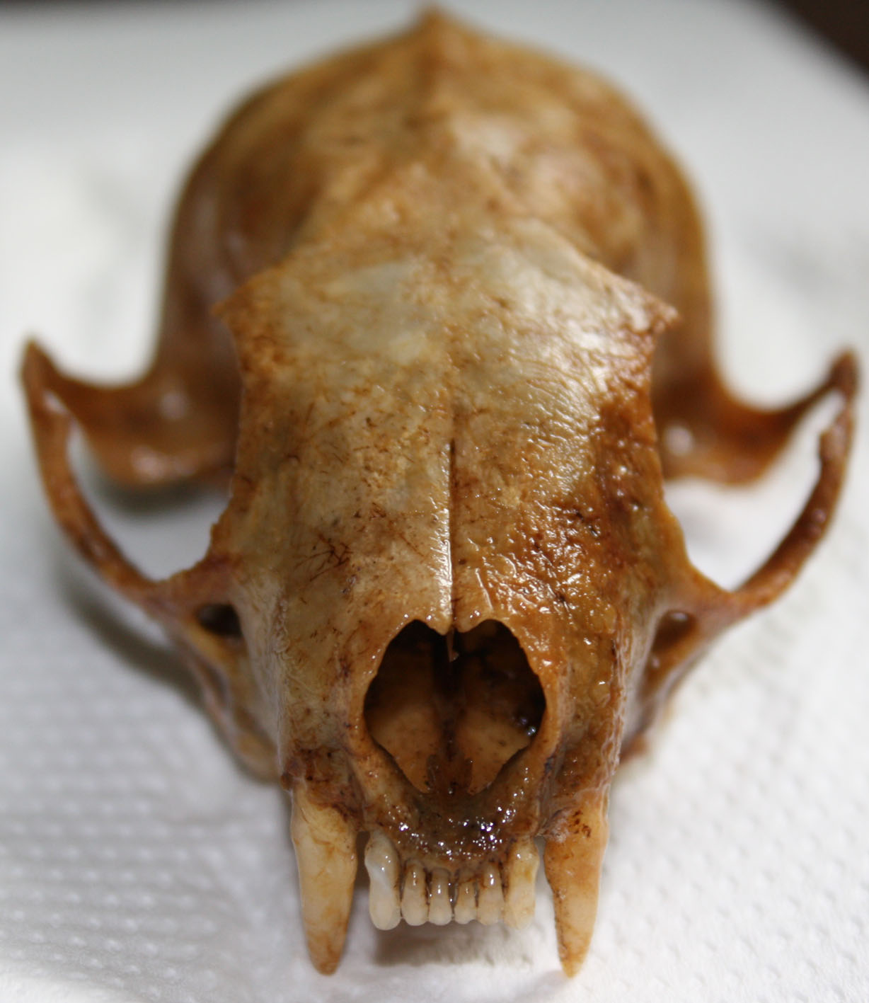Cranio: mustelide? Martes cfr foina