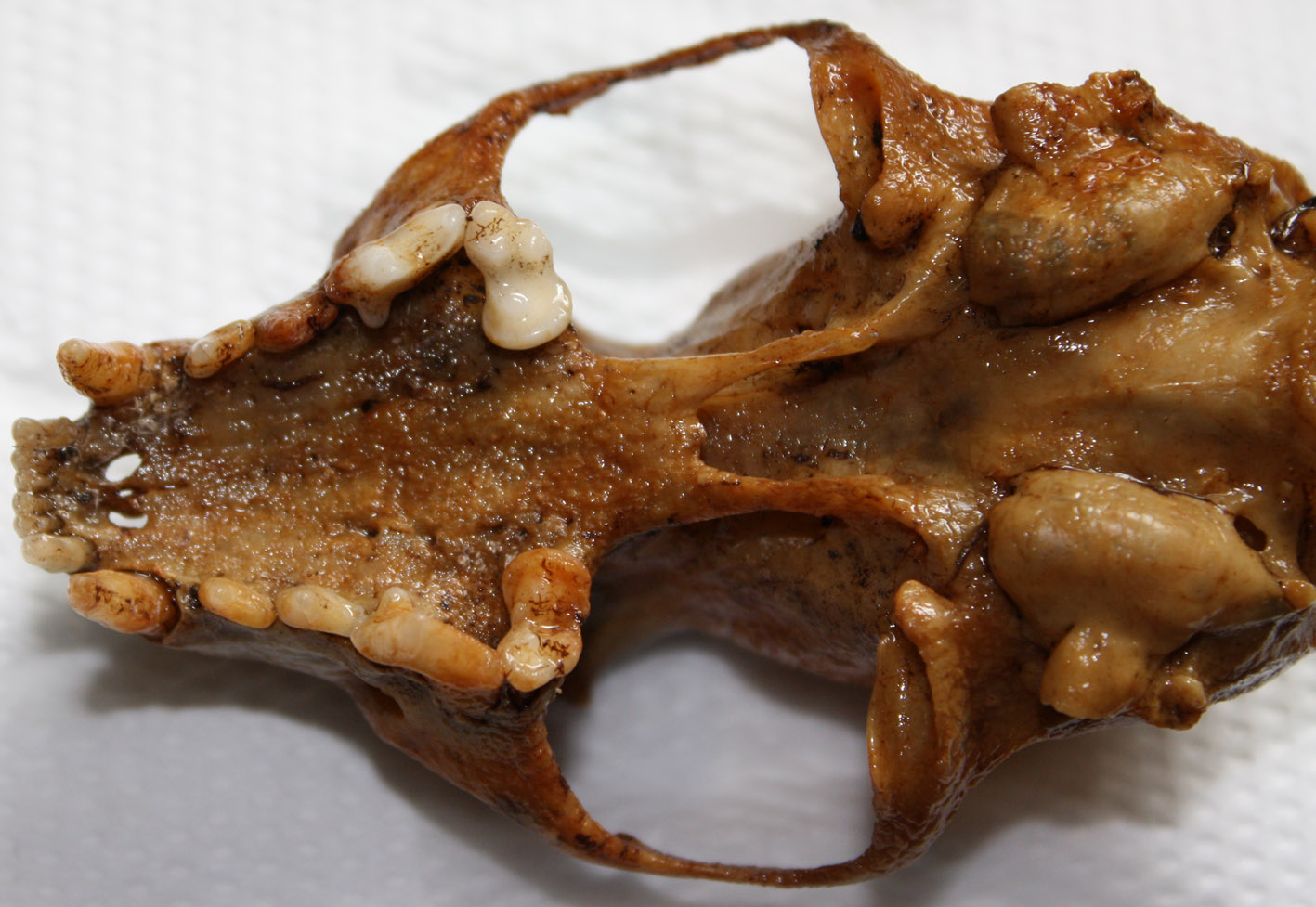 Cranio: mustelide? Martes cfr foina