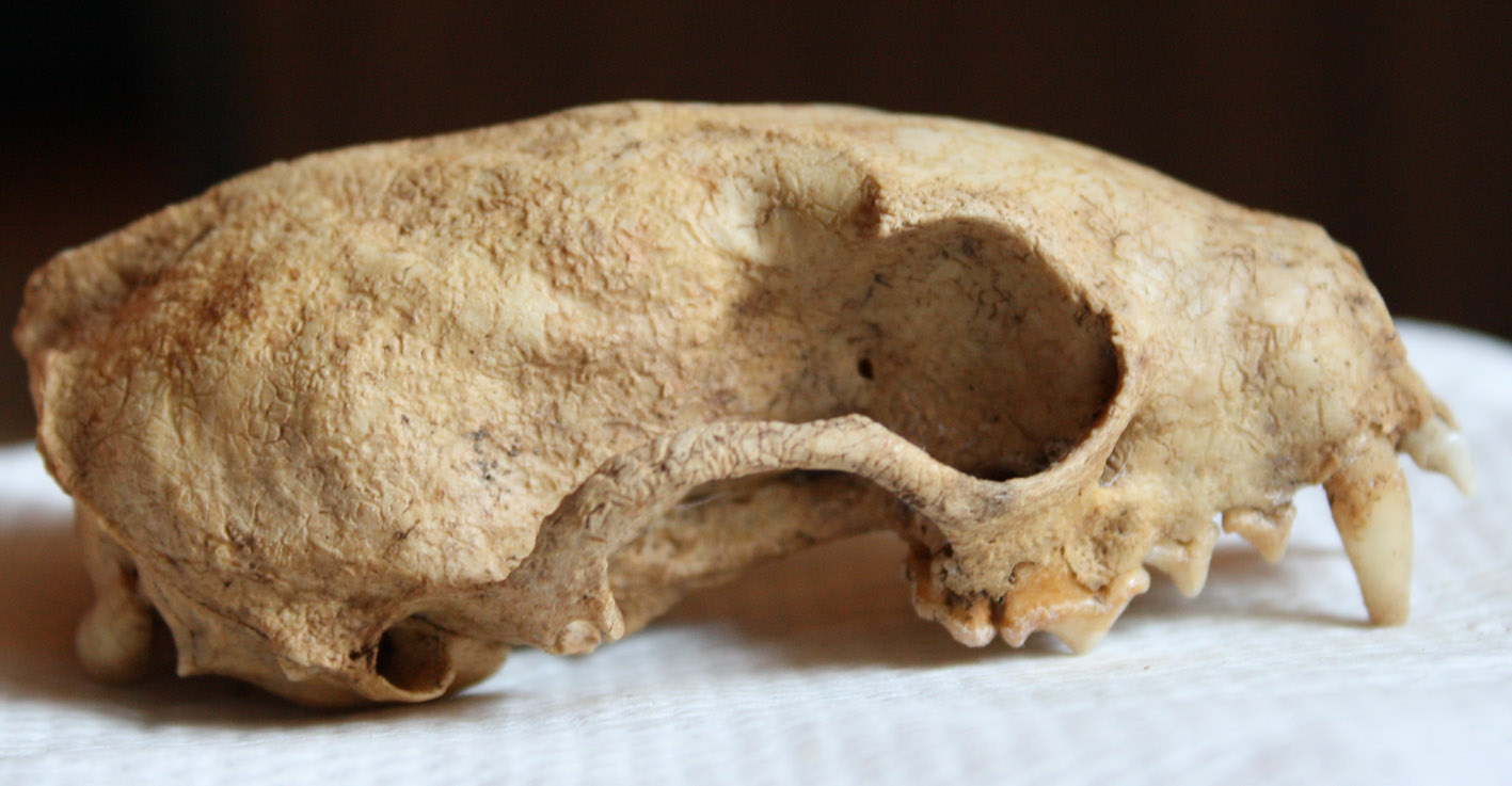 Cranio: mustelide? Martes cfr foina