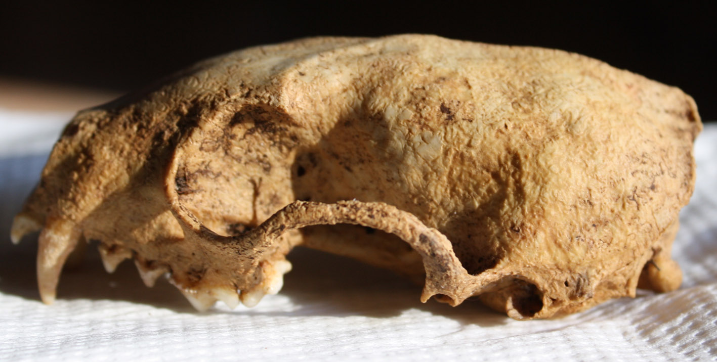 Cranio: mustelide? Martes cfr foina